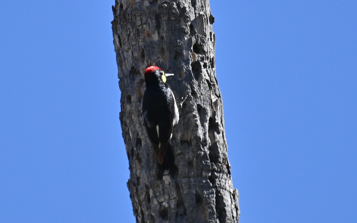 Acorn Woodpecker (Narrow-fronted) - Ryan O'Donnell