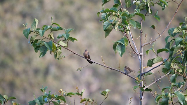 Giant Hummingbird - ML614487825