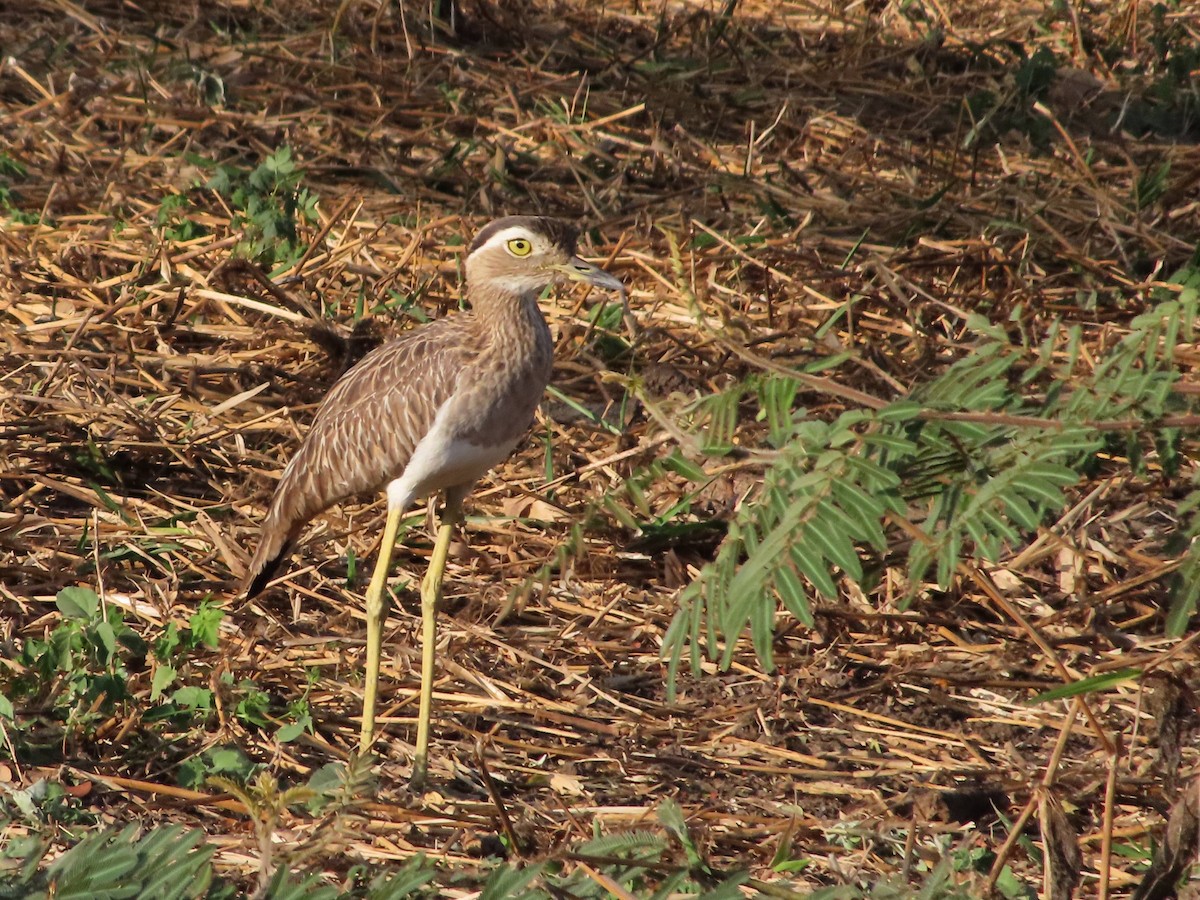 Double-striped Thick-knee - ML614487890