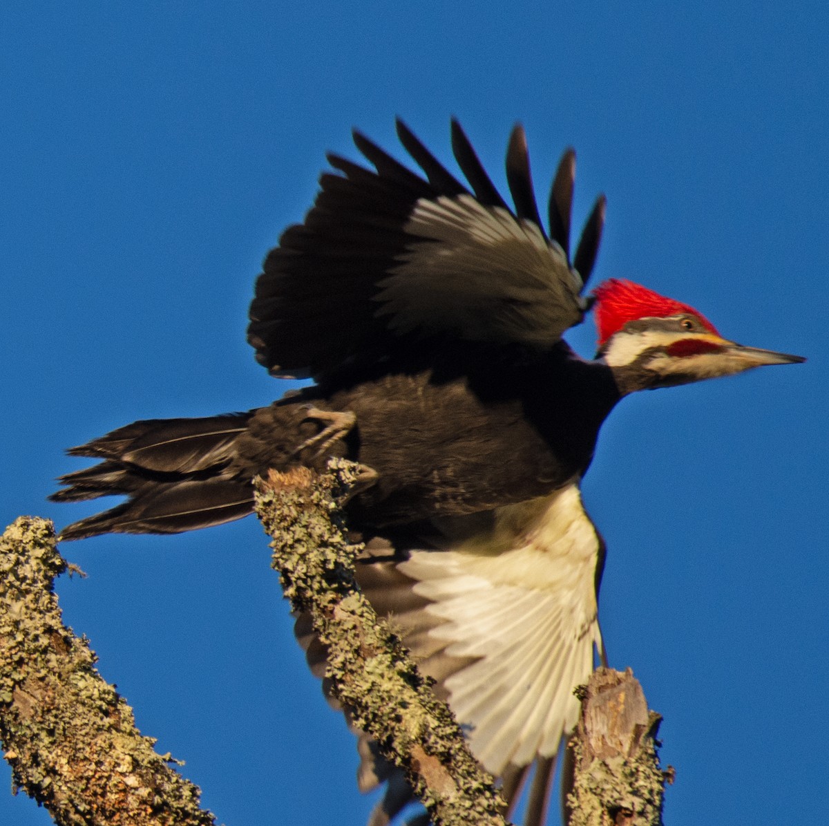 Pileated Woodpecker - Richard Snow