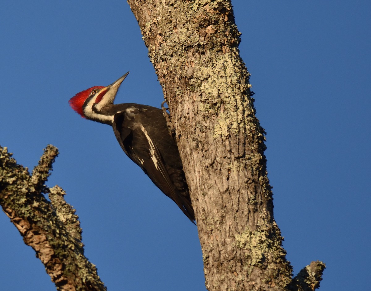 Pileated Woodpecker - Richard Snow