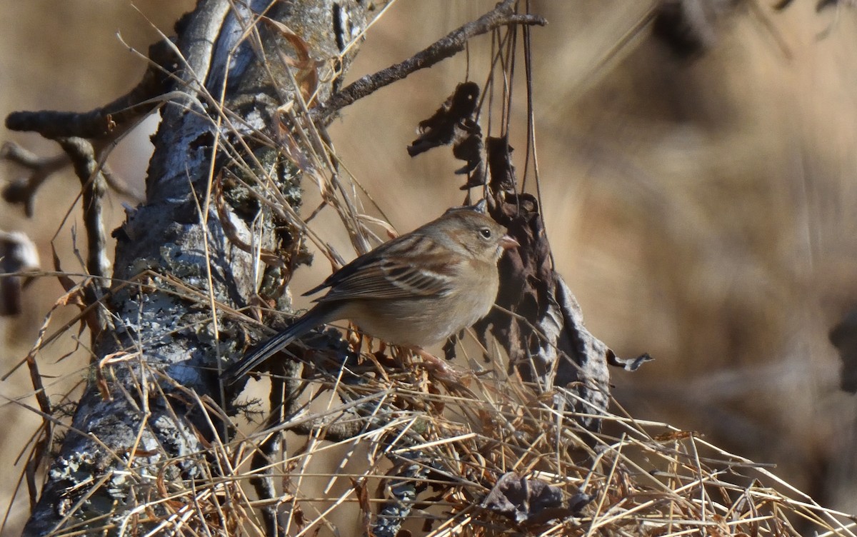 Field Sparrow - ML614487998