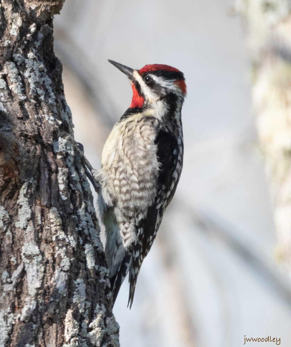 Red-naped Sapsucker - Janey Woodley