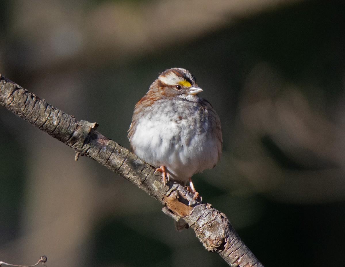 White-throated Sparrow - Richard Snow