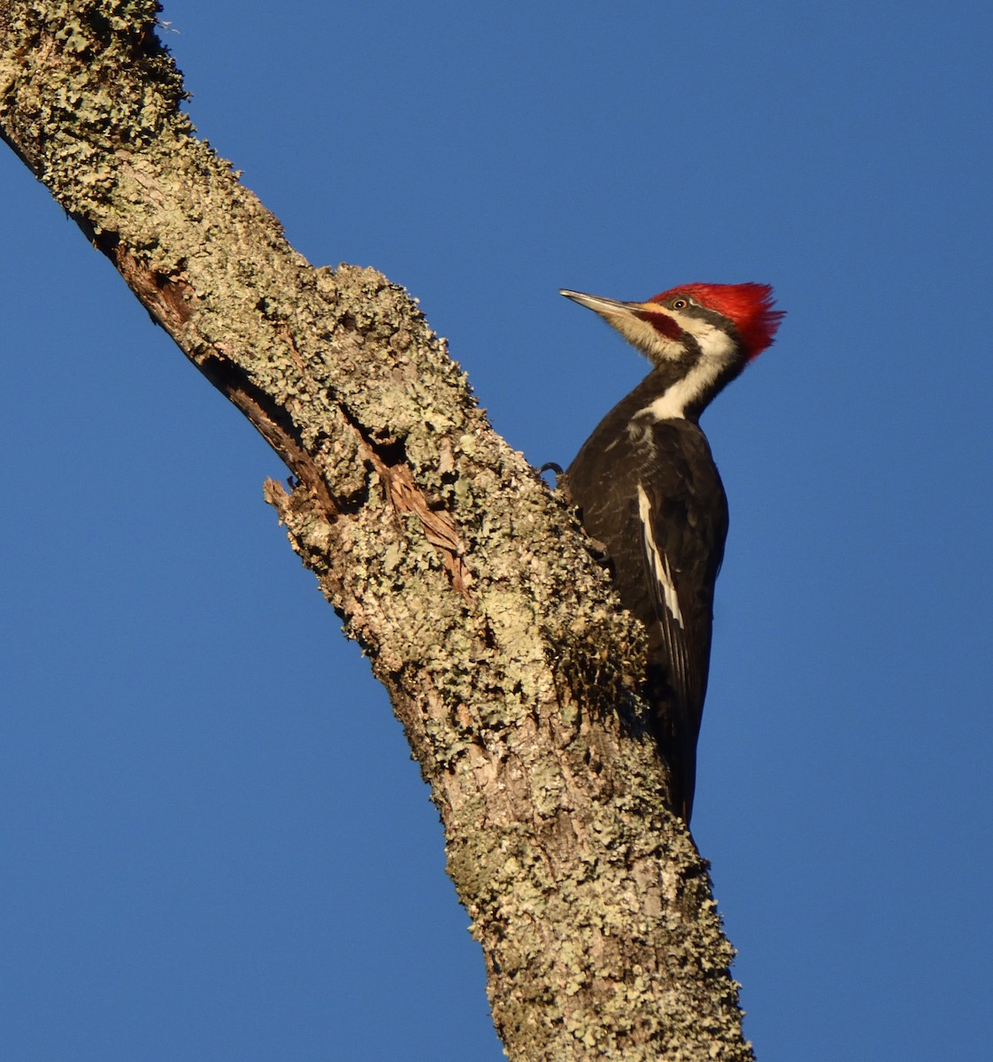 Pileated Woodpecker - ML614488032