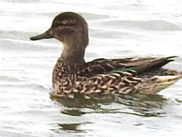 Green-winged Teal - ML614488364