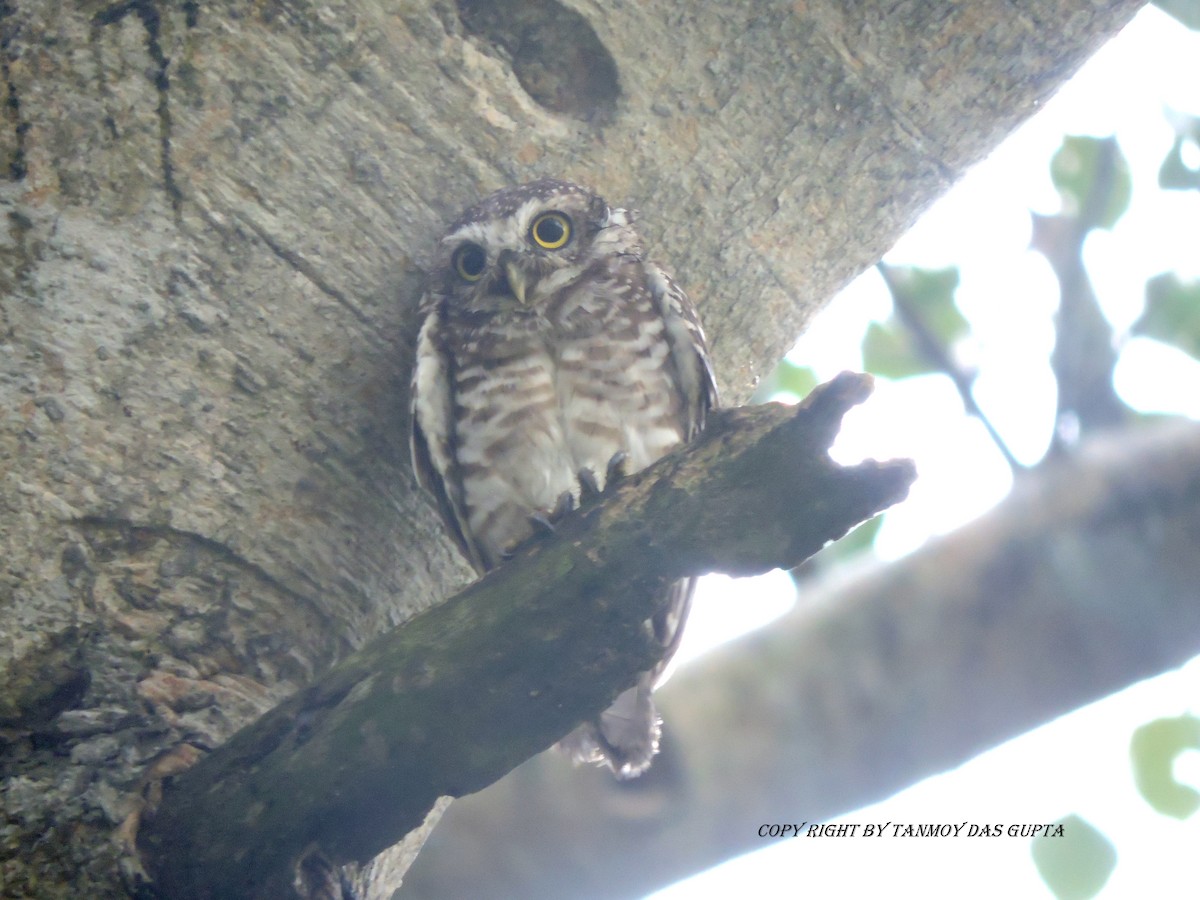 Spotted Owlet - ML61448841