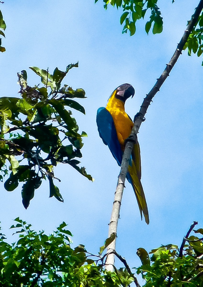 Blue-and-yellow Macaw - ML614488822