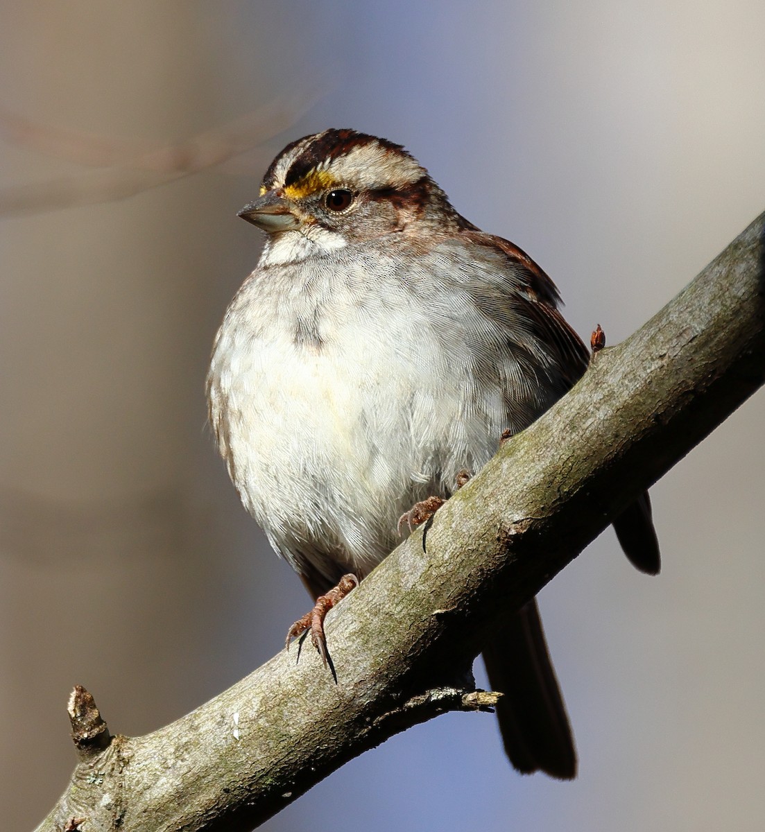 White-throated Sparrow - ML614488987