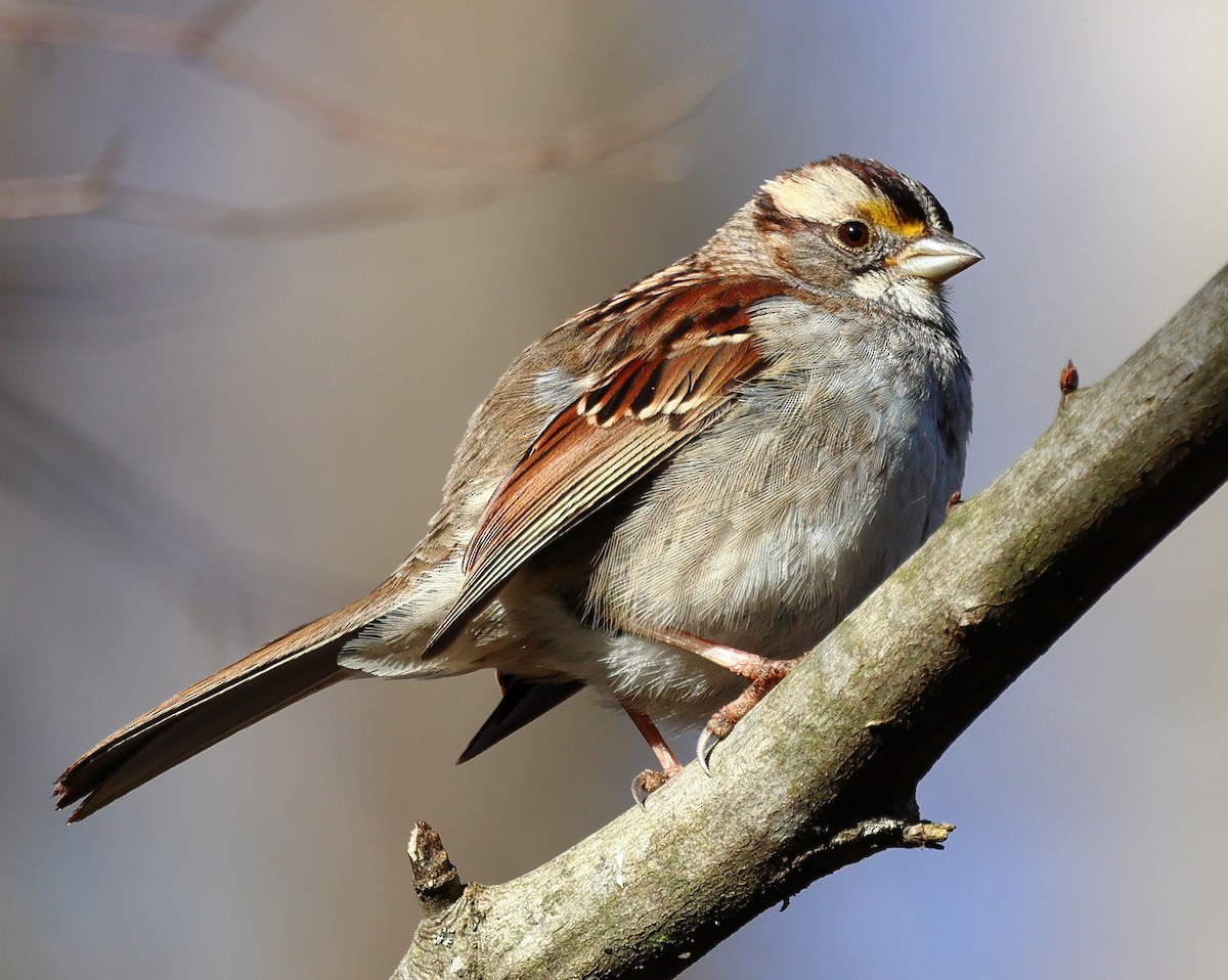 White-throated Sparrow - ML614488988