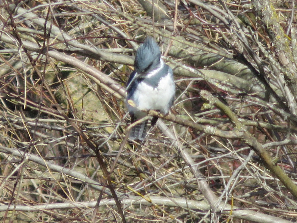 Belted Kingfisher - ML614489053