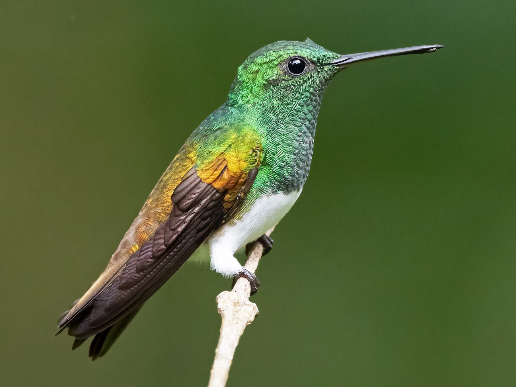 Snowy-bellied Hummingbird - Tyler Ficker