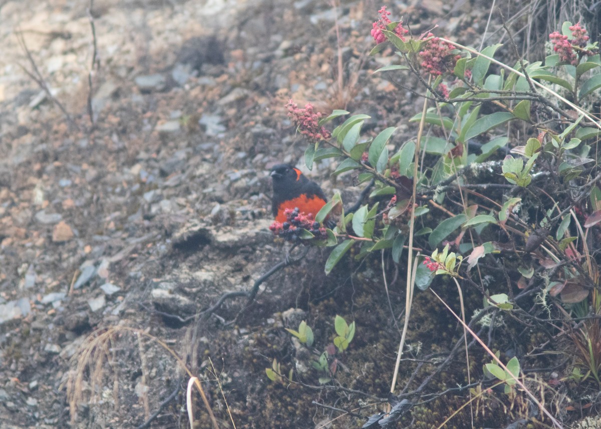 Scarlet-bellied Mountain Tanager (Fire-bellied) - ML614489082