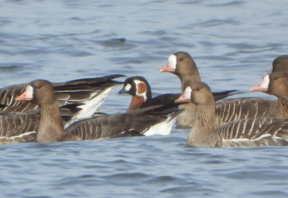 Red-breasted Goose - ML614489161