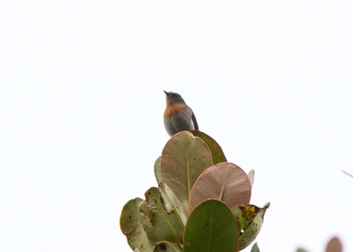 Rufous-breasted Chat-Tyrant - ML614489233