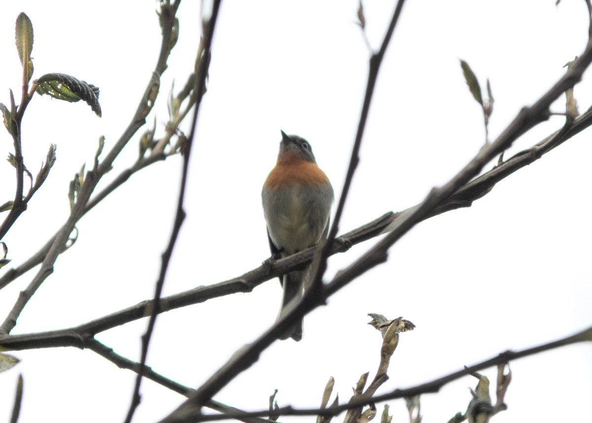 Rufous-breasted Chat-Tyrant - ML614489235