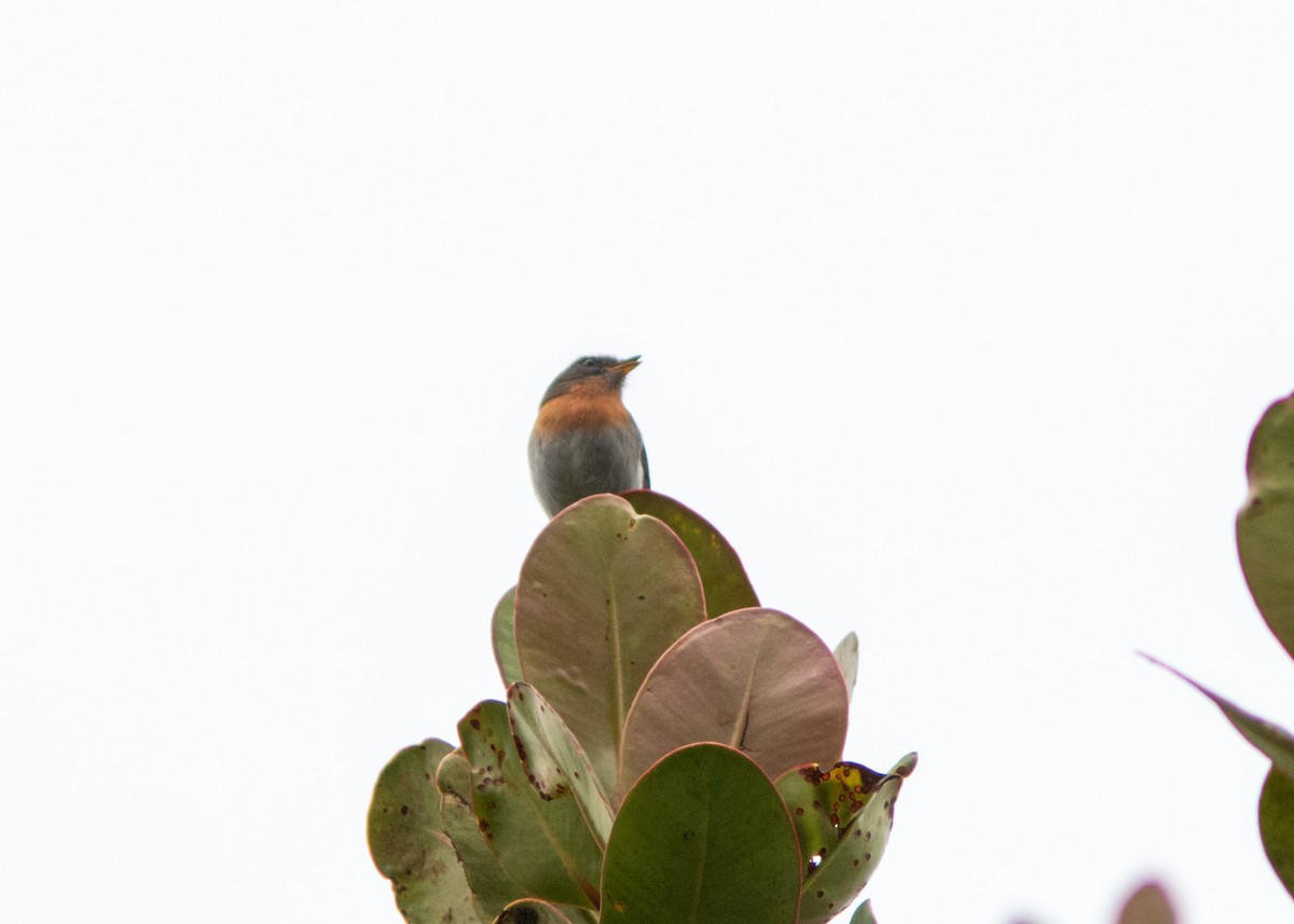 Rufous-breasted Chat-Tyrant - ML614489236