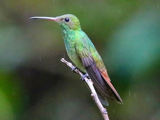 Rufous-tailed Hummingbird - eBird