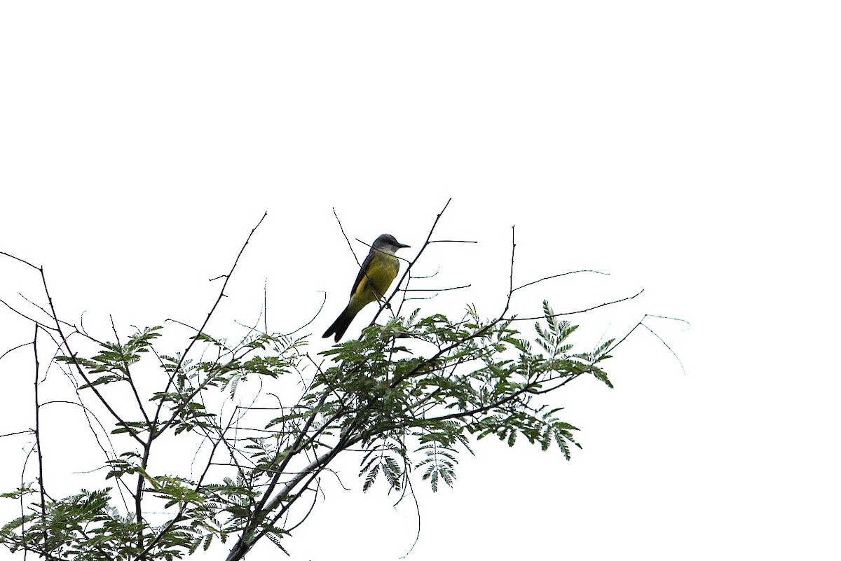 Tropical Kingbird - Edu Martins