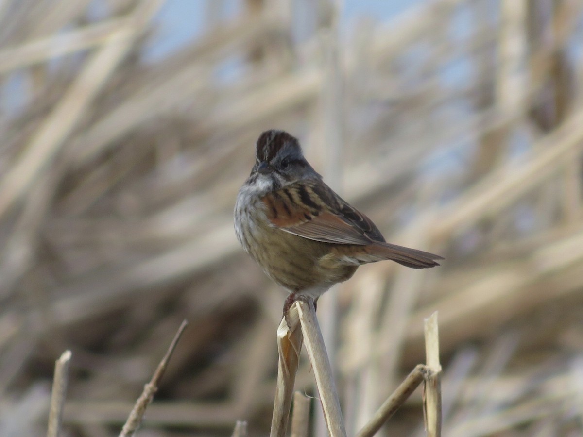Swamp Sparrow - ML614489491