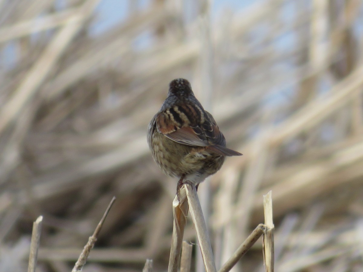Swamp Sparrow - ML614489501