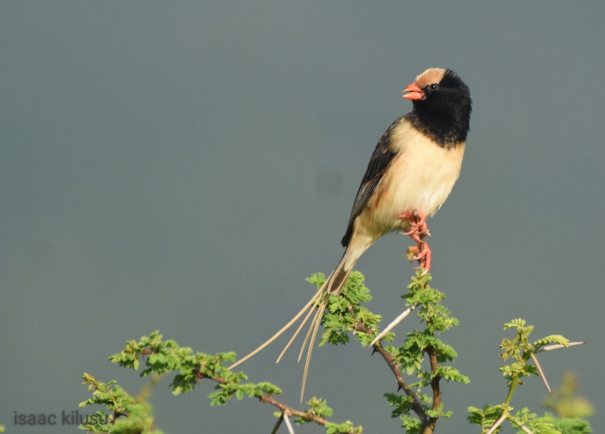Straw-tailed Whydah - ML614489633