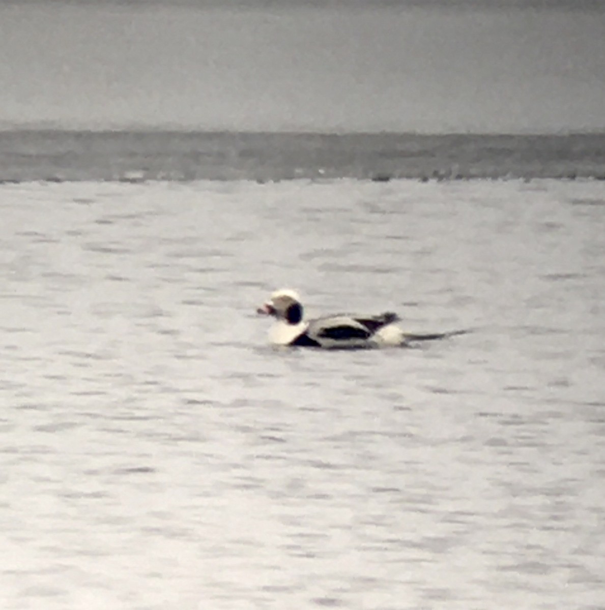Long-tailed Duck - ML614489710