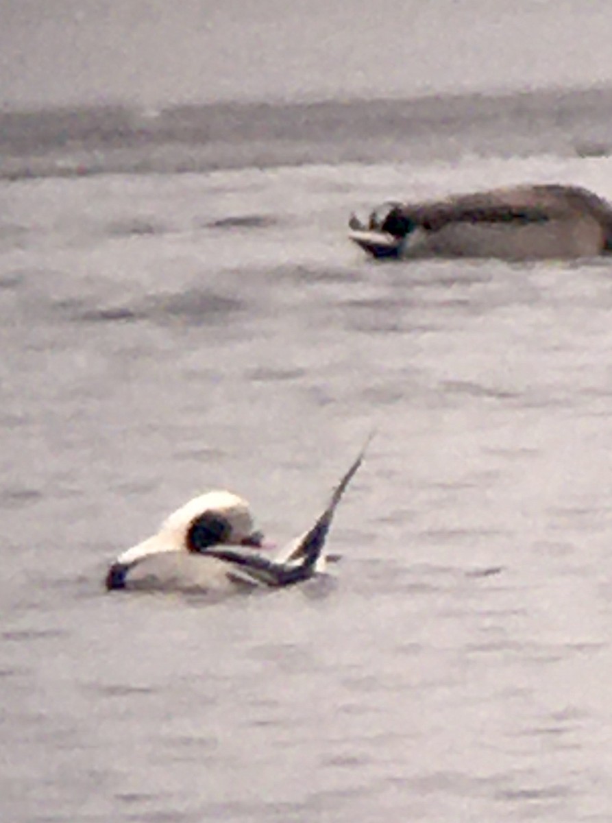 Long-tailed Duck - ML614489712