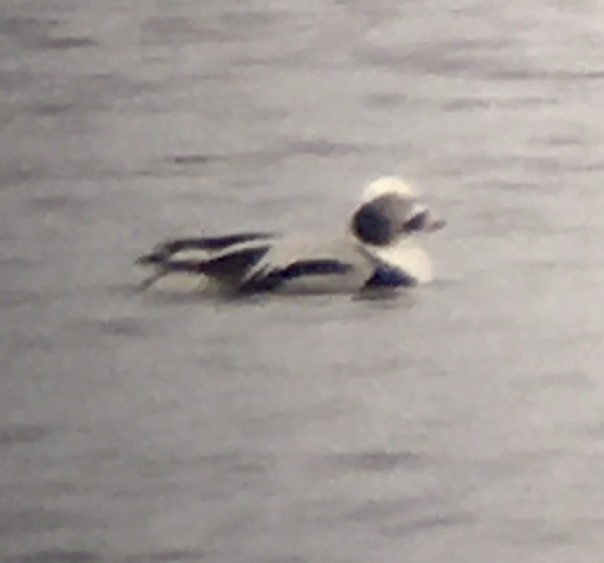 Long-tailed Duck - ML614489713