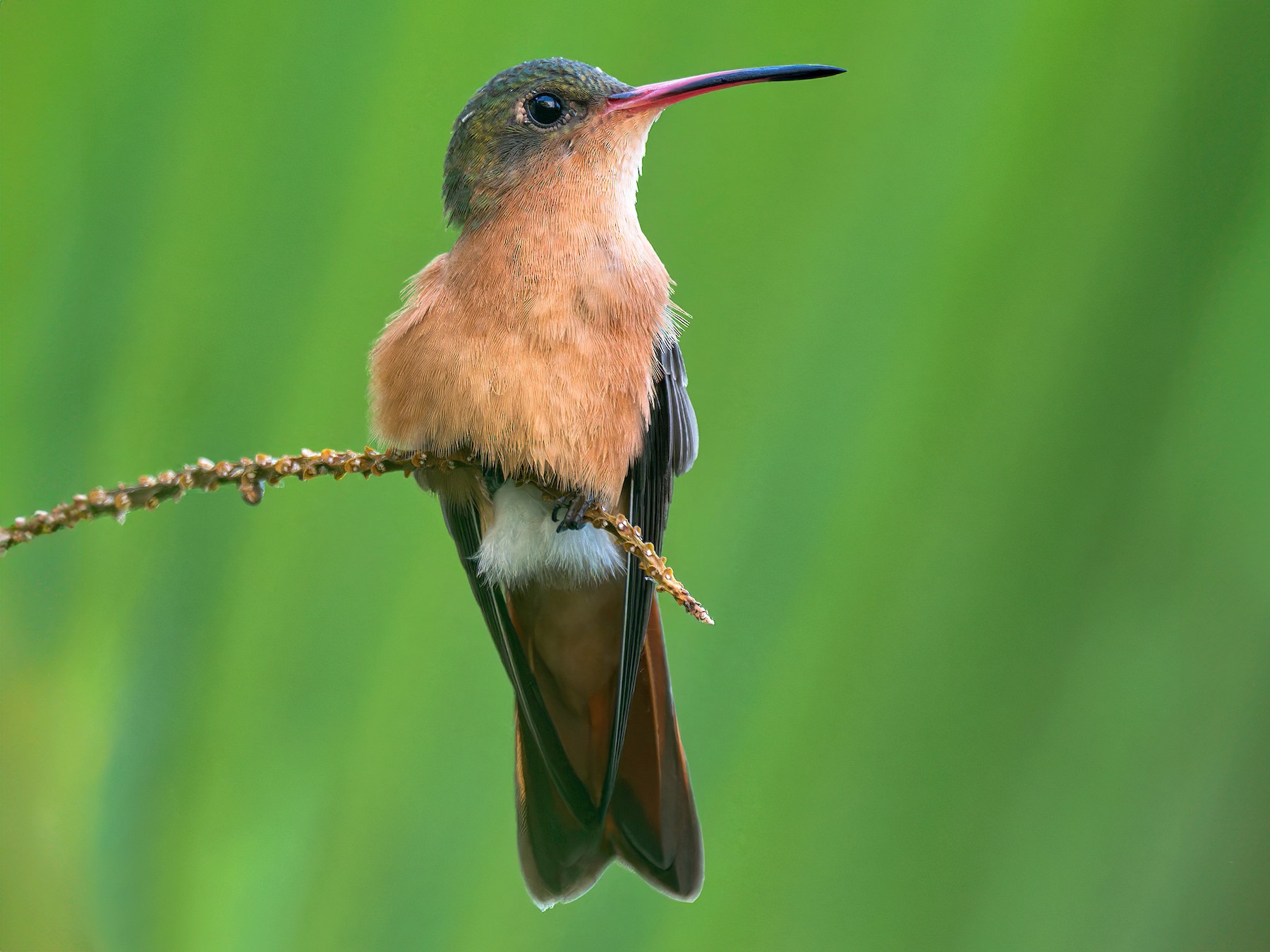 Cinnamon Hummingbird eBird