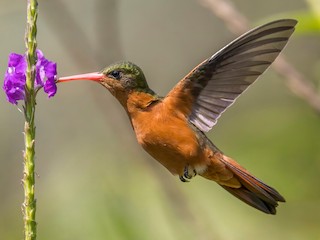 Colibrí Canelo - eBird