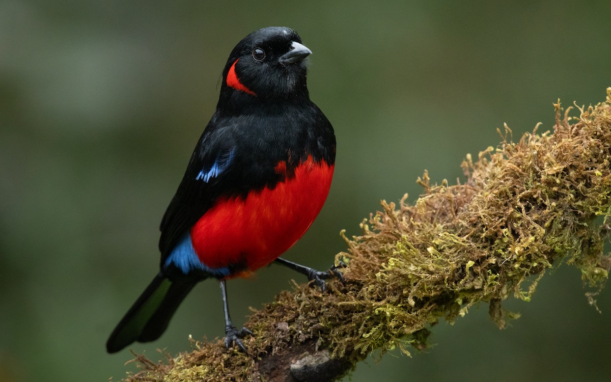 Scarlet-bellied Mountain Tanager - ML614490102