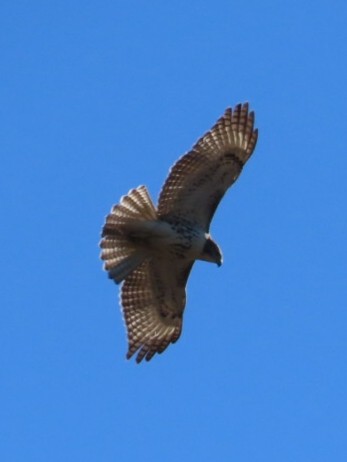 Red-tailed Hawk - Greenbelt  Marc