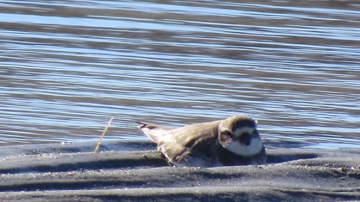 Semipalmated Plover - ML614490205