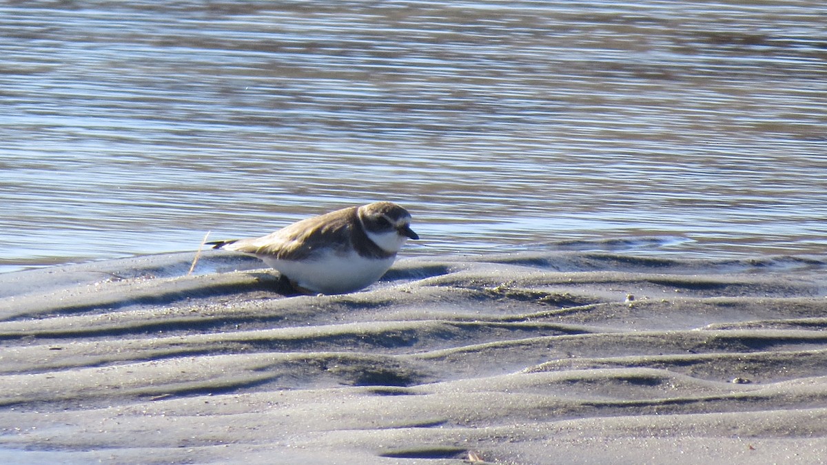 Semipalmated Plover - ML614490216