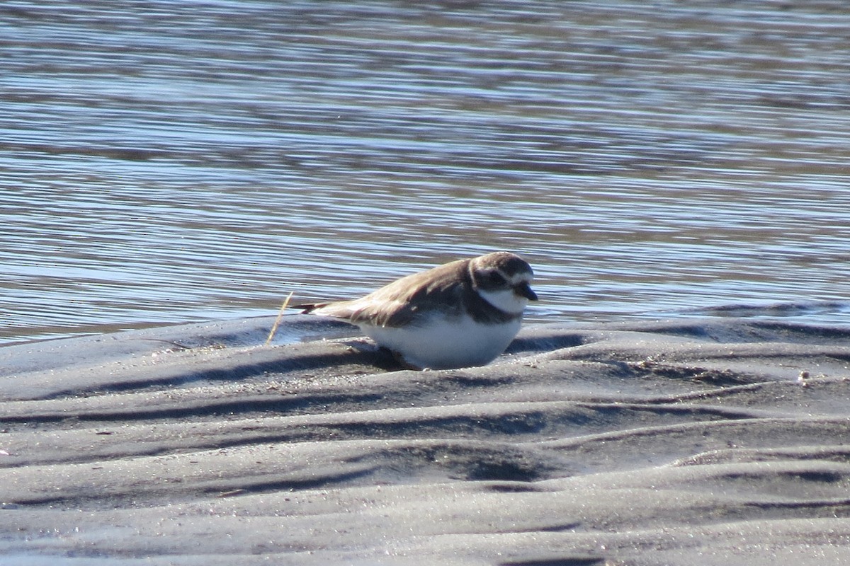 Semipalmated Plover - ML614490227