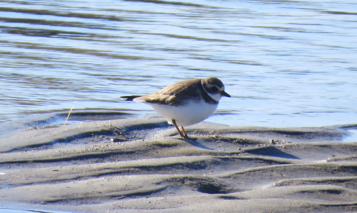 Semipalmated Plover - ML614490245