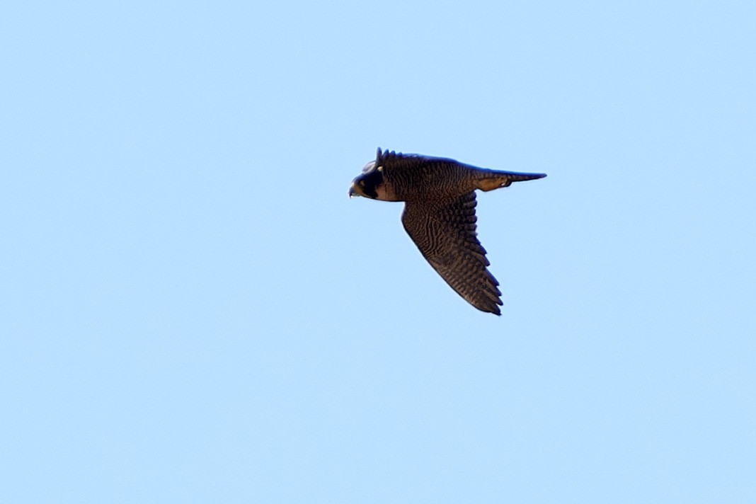 Peregrine Falcon (Mediterranean) - ML614490307