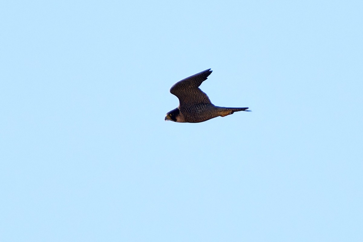 Peregrine Falcon (Mediterranean) - ML614490308