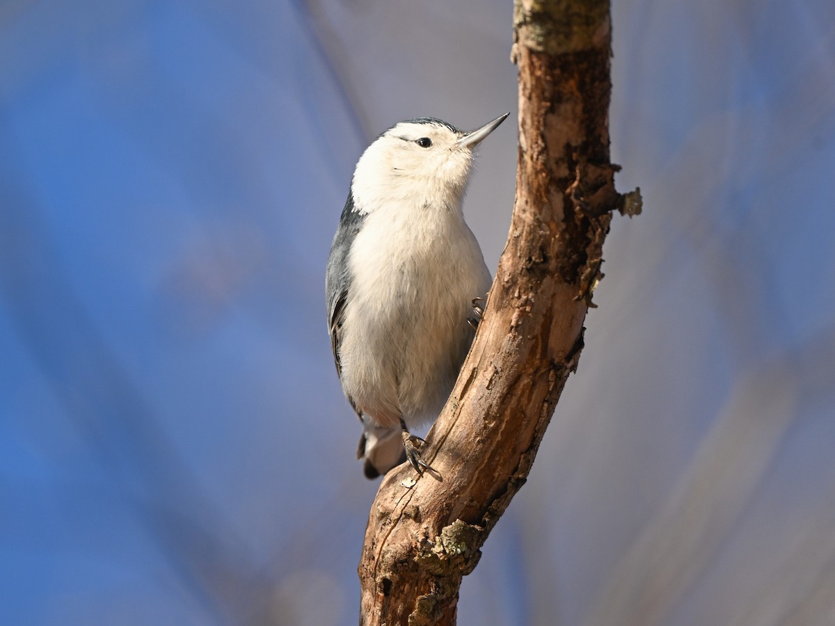 White-breasted Nuthatch - ML614490544