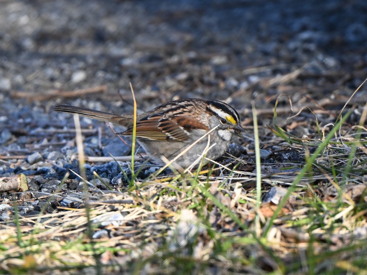 White-throated Sparrow - ML614490599