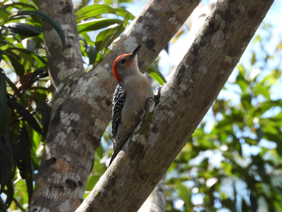 Red-bellied Woodpecker - ML614490858