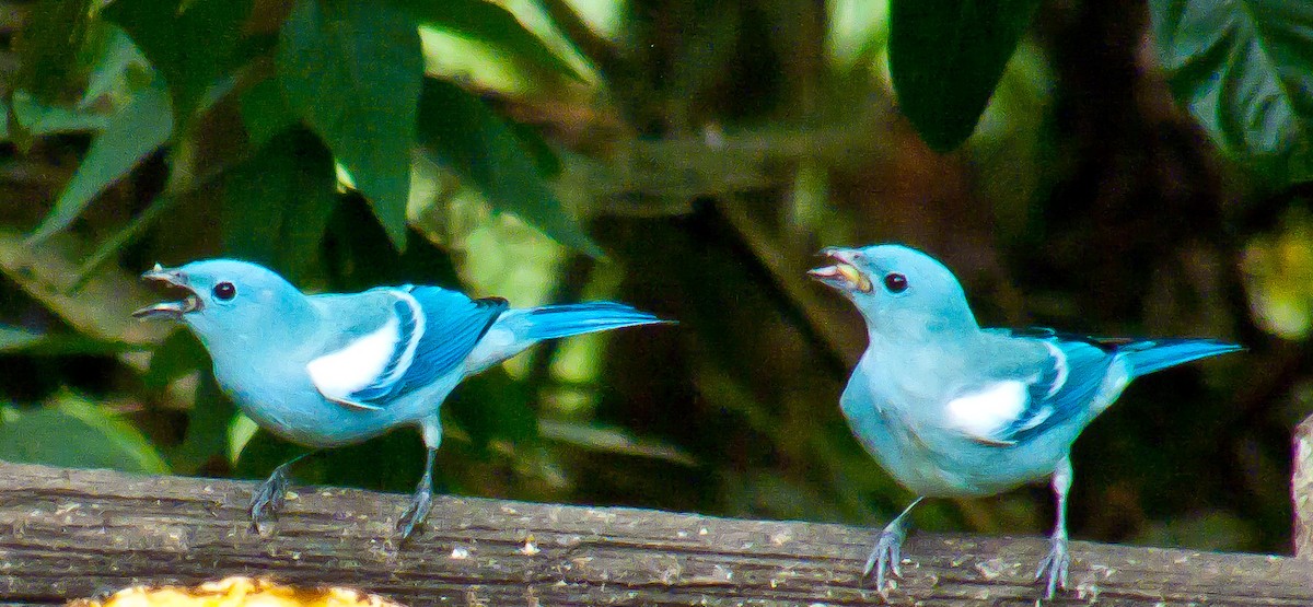 Blue-gray Tanager - ML614490925