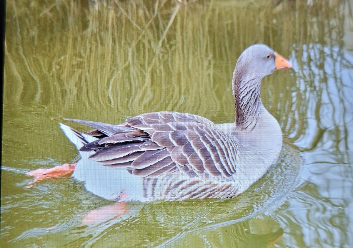 Graylag Goose (Domestic type) - ML614490958