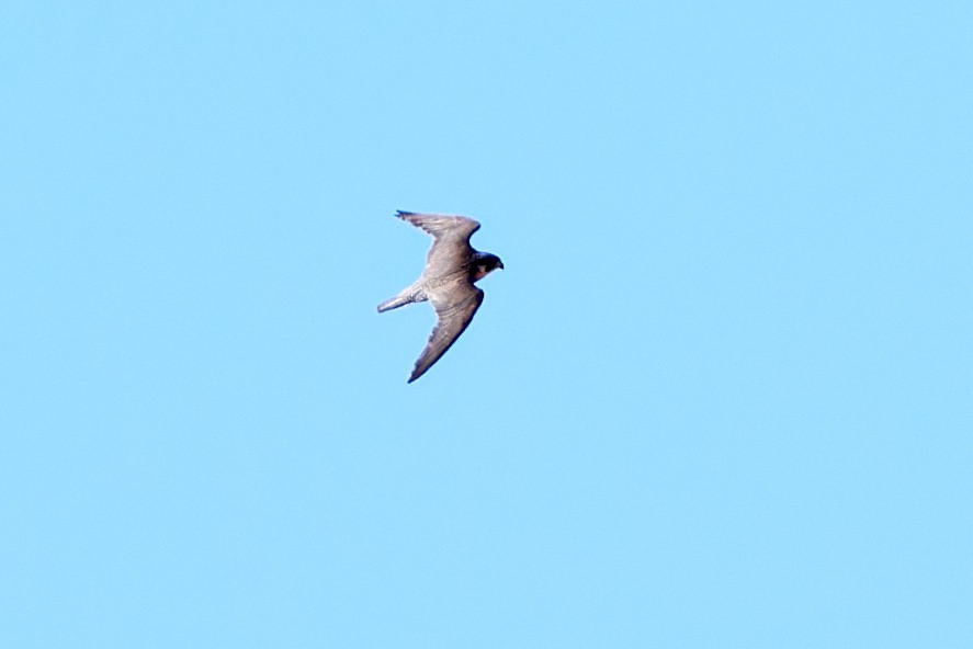 Peregrine Falcon (Mediterranean) - ML614491138