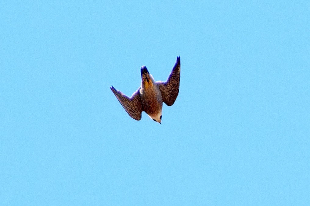 Peregrine Falcon (Mediterranean) - ML614491139