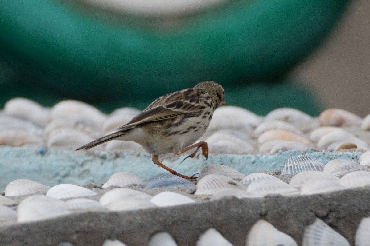 Meadow Pipit - ML614491224