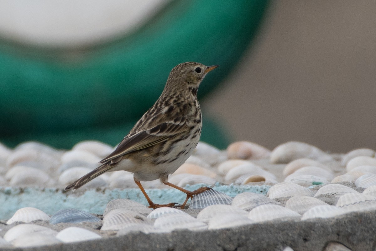 Meadow Pipit - ML614491226
