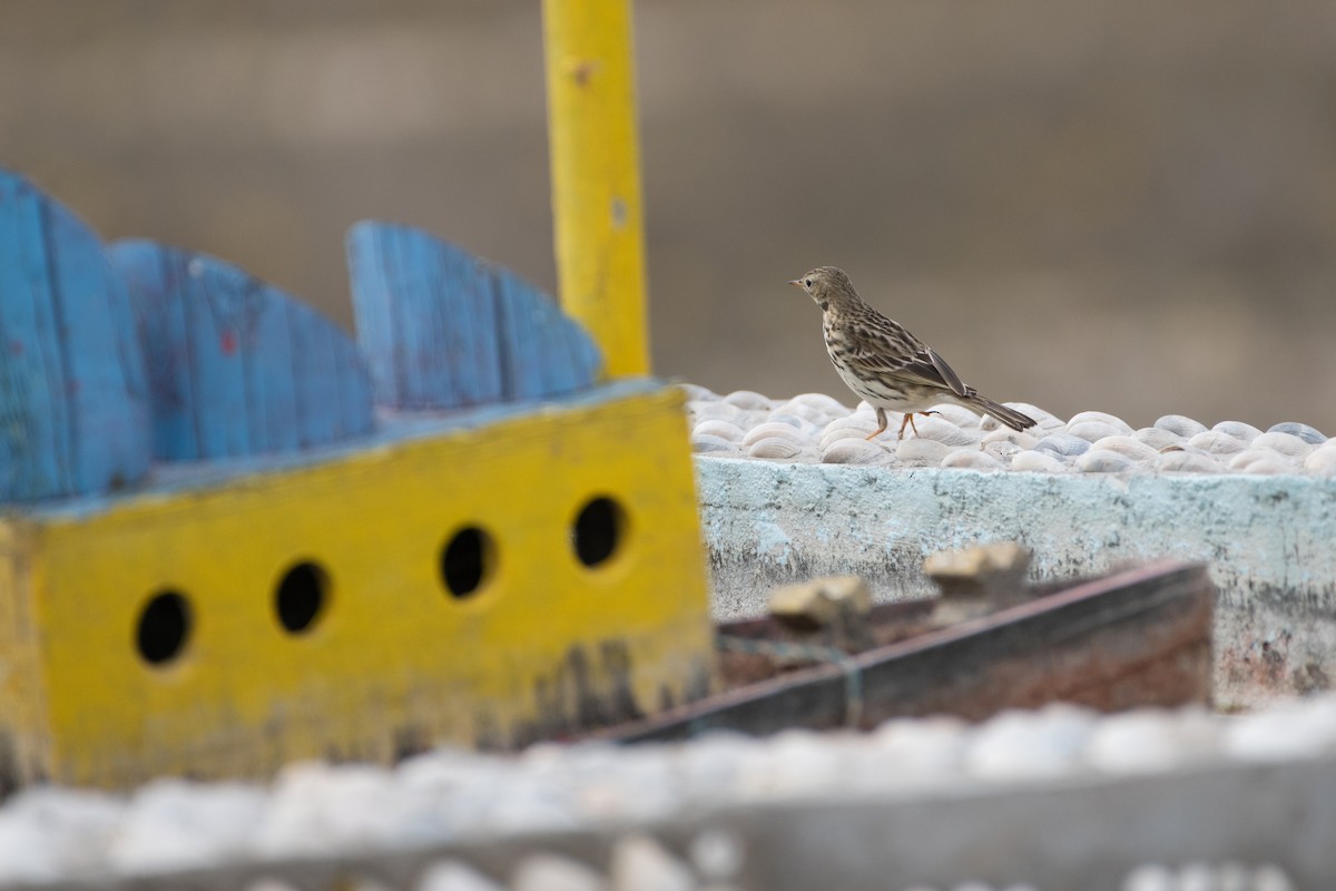 Meadow Pipit - ML614491233
