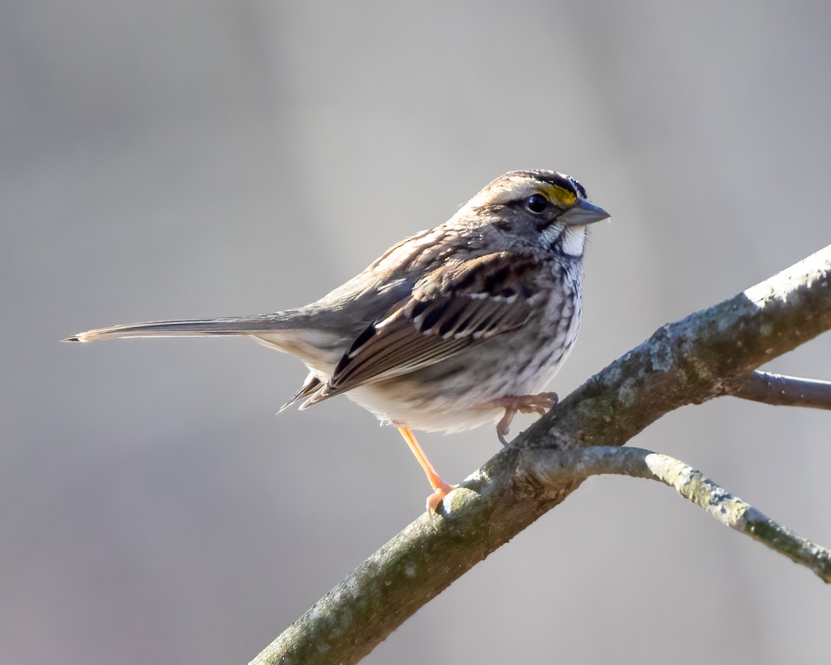 White-throated Sparrow - ML614491249